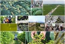 Poljoprivredna emisija Boje zemlje 6.10.2022.