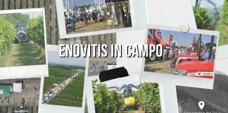 CERVIGNANO DEL FRIULI: Enovitis in Campo