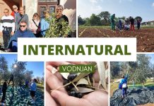 Festival Internatural