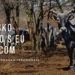 Istarsko govedo s EU markicom