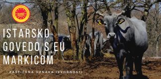 Istarsko govedo s EU markicom