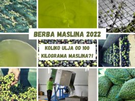Koliko ulja od 100 kilograma maslina?!