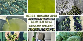 Koliko ulja od 100 kilograma maslina?!