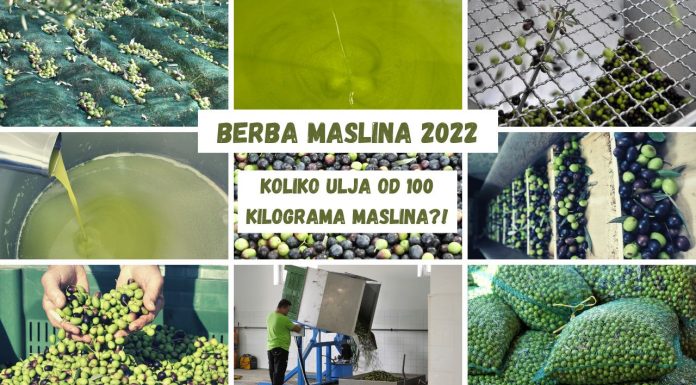 Koliko ulja od 100 kilograma maslina?!