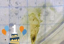 Juvenilna periska Morana proslavila prvi rođendan