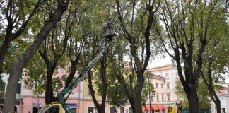 PULA: Započelo uklanjanje opasnih stabala na Giardinima