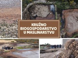 Kružno biogospodarstvo u maslinarstvu