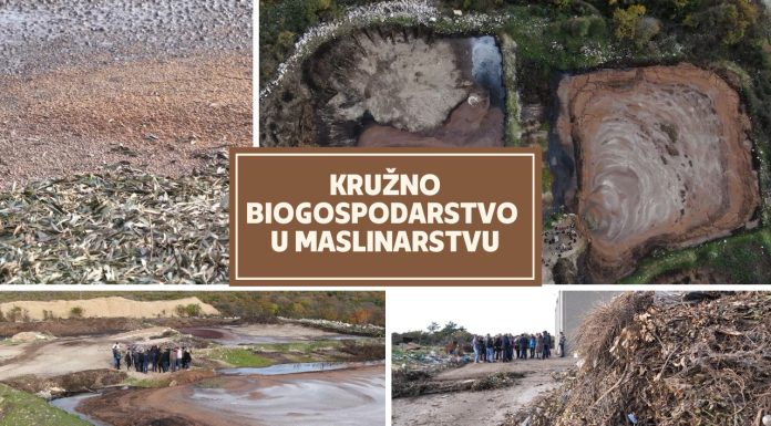 Kružno biogospodarstvo u maslinarstvu