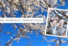 Kad mendule procvitaju