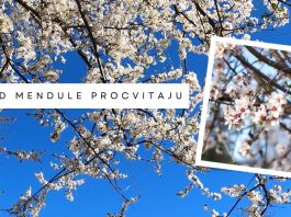 Kad mendule procvitaju