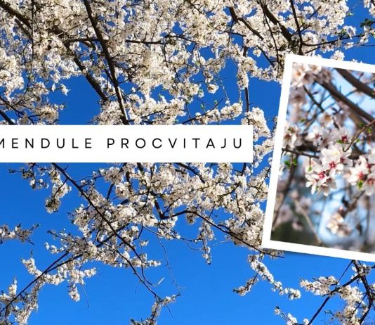 Kad mendule procvitaju