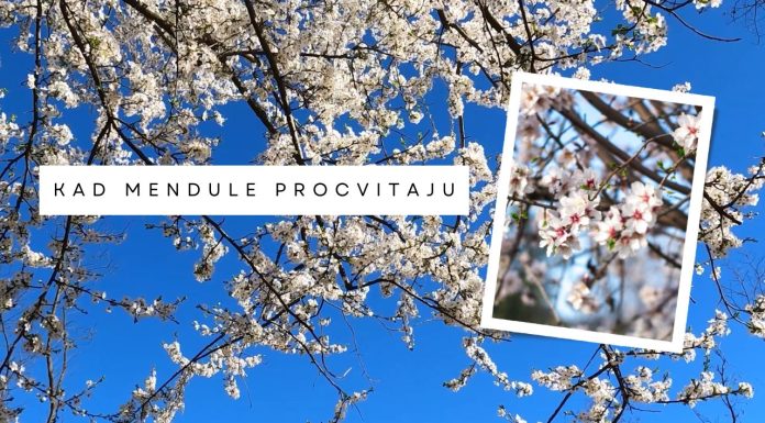 Kad mendule procvitaju