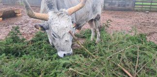 Vodnjanske jelke za Boška i životinje s Didaktičke farme