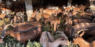 PULA: Odbačena božićna drvca donirana farmi koza