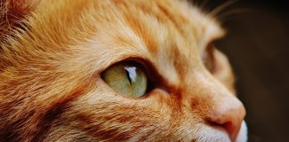 Sterilizacija mačaka po povoljnim cijenama u Rovinju, Labinu, Poreču, Pazinu, Umagu i Buzetu