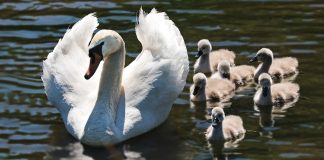 Novi slučaj visokopatogene influence kod divlje ptice u Istarskoj županiji