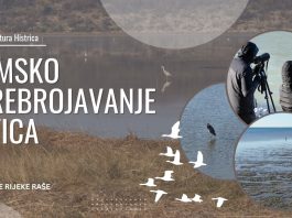 Zimsko prebrojavanje ptica