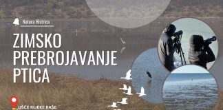 Zimsko prebrojavanje ptica