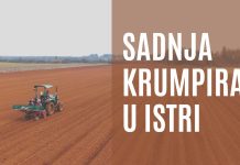 Sadnja krumpira na istarskim poljima