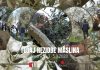 Trodnevni tečaj rezidbe maslina u Vodnjanu