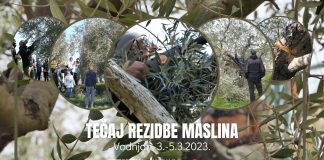 Trodnevni tečaj rezidbe maslina u Vodnjanu