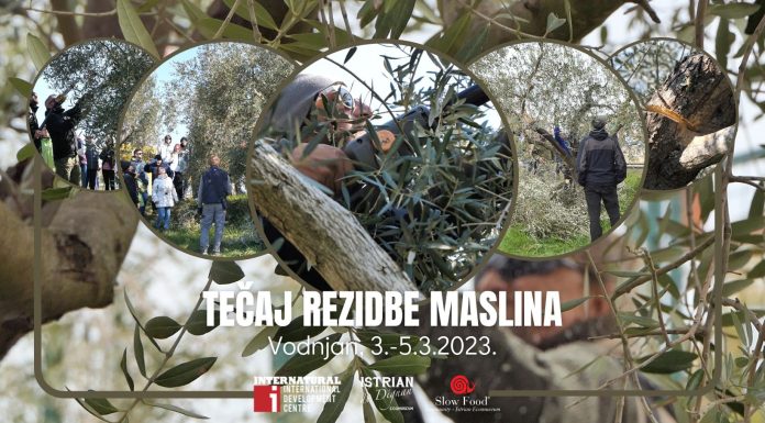 Trodnevni tečaj rezidbe maslina u Vodnjanu
