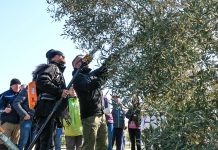 Tečaj rezidbe maslina i Akademija primijenjenog maslinarstva