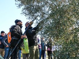 Tečaj rezidbe maslina i Akademija primijenjenog maslinarstva