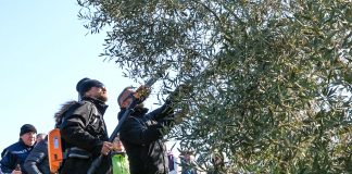 Tečaj rezidbe maslina i Akademija primijenjenog maslinarstva