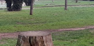 Uklanjanje panjeva u pulskim parkovima za sigurniji boravak u prirodi