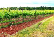 Predstavljen ovogodišnji ISTRun Eat Drink – spoj rekreacije, gastronomije i prirodne baštine