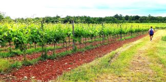 Predstavljen ovogodišnji ISTRun Eat Drink – spoj rekreacije, gastronomije i prirodne baštine