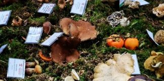 Izložba gljiva i gljivarski kotlić u subotu oživili pazinsku tržnicu