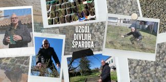 Uzgoj divljih šparoga