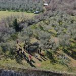 U Vodnjanu radionica o zaštiti masline: Kako na vrijeme prepoznati bolesti i štetnike