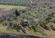 U Vodnjanu radionica o zaštiti masline: Kako na vrijeme prepoznati bolesti i štetnike