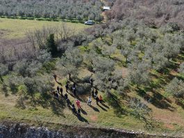 U Vodnjanu radionica o zaštiti masline: Kako na vrijeme prepoznati bolesti i štetnike