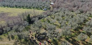 U Vodnjanu radionica o zaštiti masline: Kako na vrijeme prepoznati bolesti i štetnike