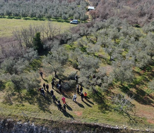 U Vodnjanu radionica o zaštiti masline: Kako na vrijeme prepoznati bolesti i štetnike