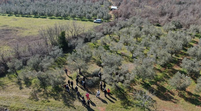U Vodnjanu radionica o zaštiti masline: Kako na vrijeme prepoznati bolesti i štetnike
