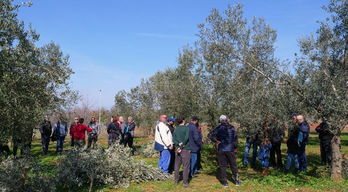 VODNJAN: Prikaz rezidbe maslina