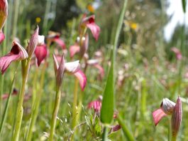 Divlje orhideje u Istri ugrožena vrsta zbog nestanka njihovog staništa