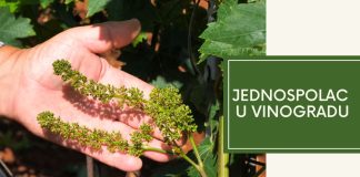 Jednospolac u vinogradu