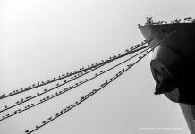 Izložba projekta Prijatelji mora: Ljudi i brodovi na pulskom Forumu od 12.-19.05.2023.