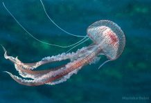 Na jugu Istre pojavila se Morska mjesečina