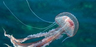 Na jugu Istre pojavila se Morska mjesečina