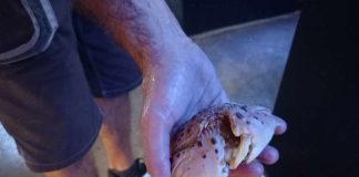 Crvenopjegave rakovice jedne od najljepših rakova