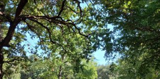 Šijanska šuma – zelena oaza grada Pule