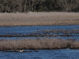 Ornitološki rezervat Palud: osjetljivi ekosustav koji čuva bogatstvo ptica i vlažnih staništa Istre