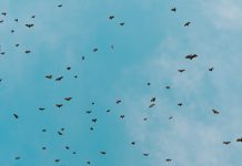 Šišmiši zbog ugroze strogo zaštićena vrsta